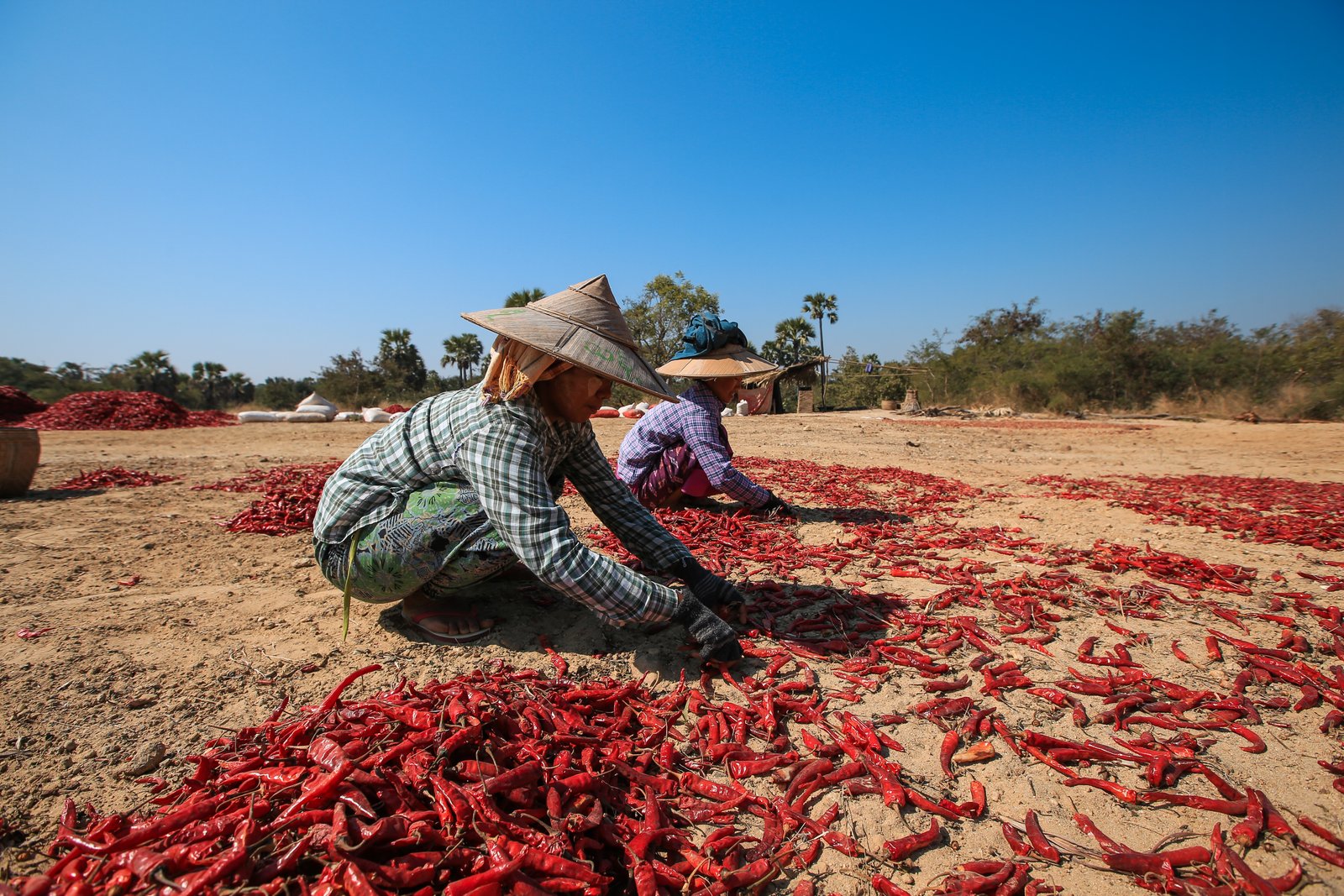 Sustainable Spice Farming