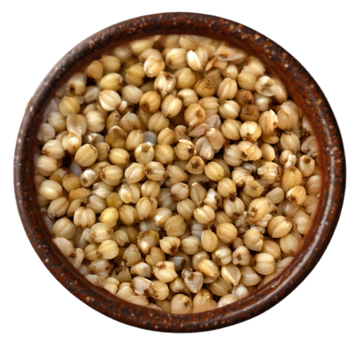 Premium kodo millet grains from Vedafox Group ideal for easy digestion and gluten-free food applications
