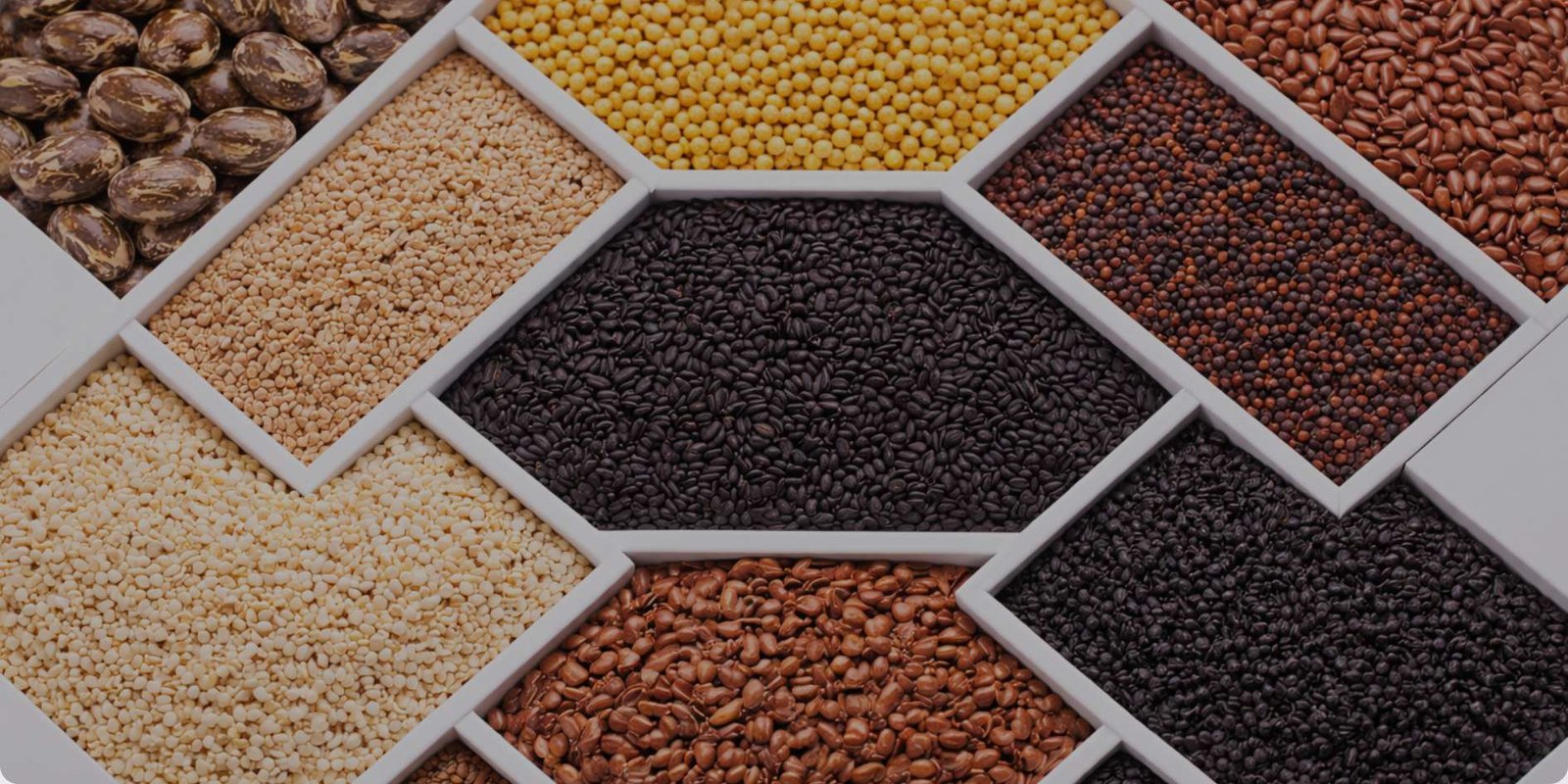 Vedafox Pure Oil Seeds - Premium Sesame, Mustard, Black Cumin Seeds for Cold-Pressed Oil Production