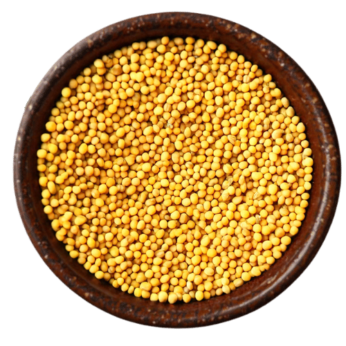 Vedafox Group's premium yellow mustard seed varieties 