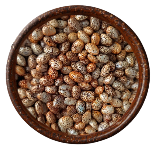 Vedafox Group Castor Seeds